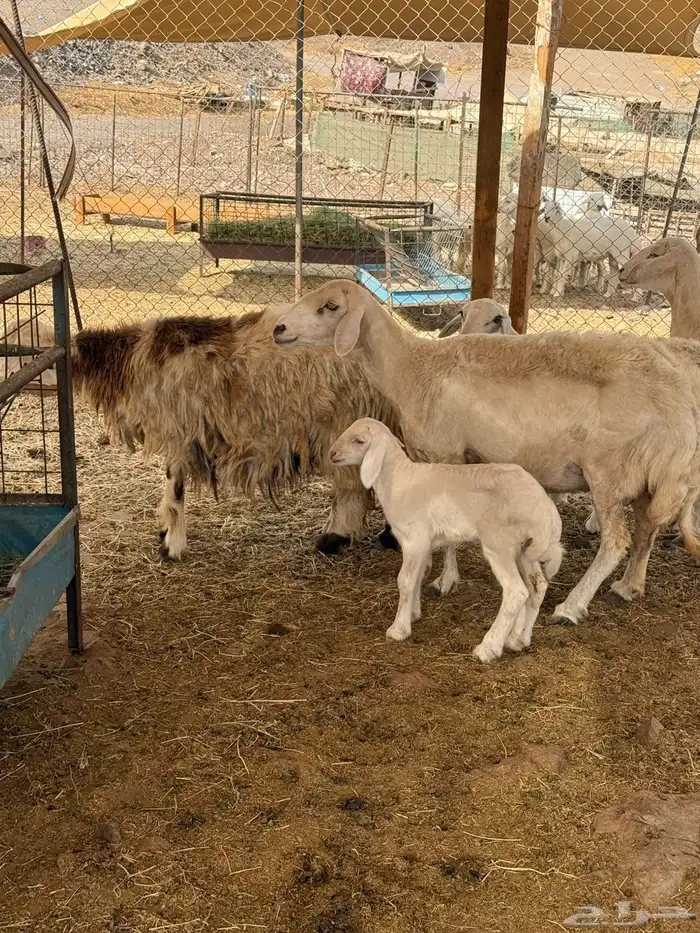 غنم حريات اربعه معها اربعه 0