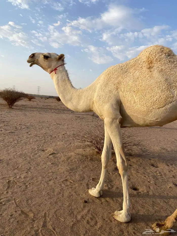 ابل 2