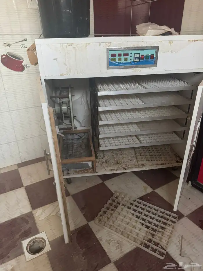 فقاصة بيض 1