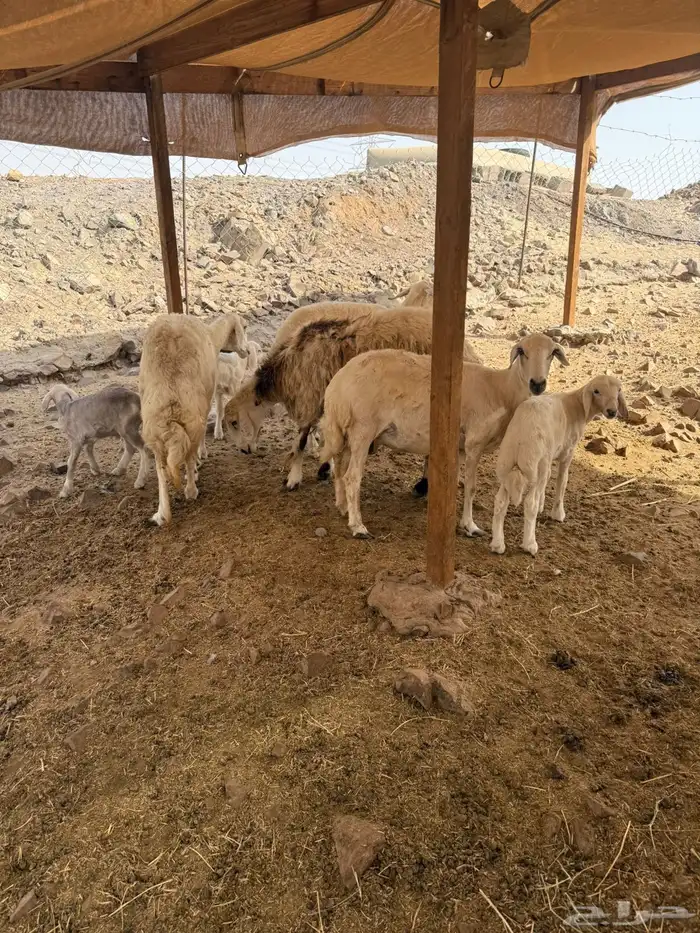 غنم حريات اربعه معها اربعه 7