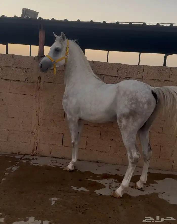 للبيع حصان بطل ولد نصر الشقب ومستقبل فحل 0