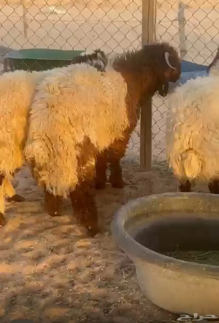ذبايح خرفان رخال تيوس جفار 1
