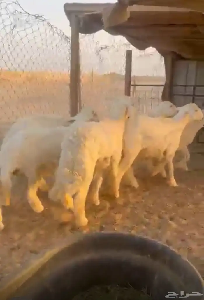 ذبايح خرفان رخال تيوس جفار 0
