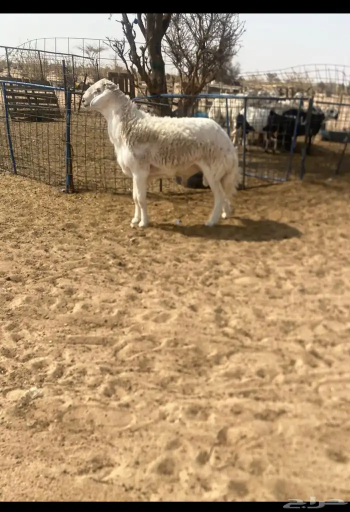 للبيع طلي صنف الصنف جذع مشروط 0