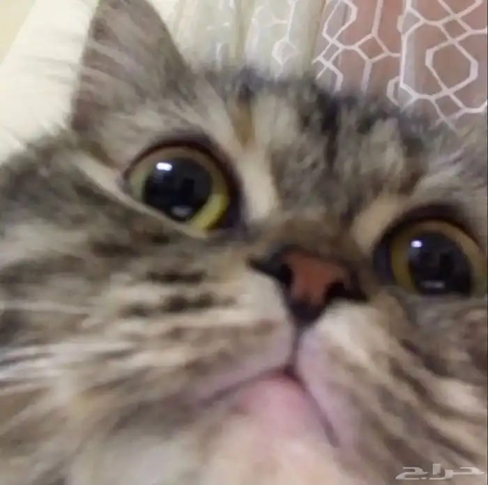 قطط 5