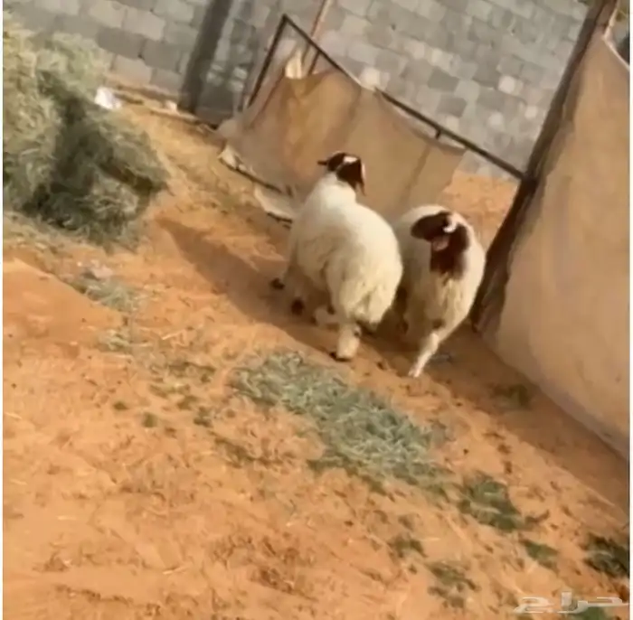 خرفان 0