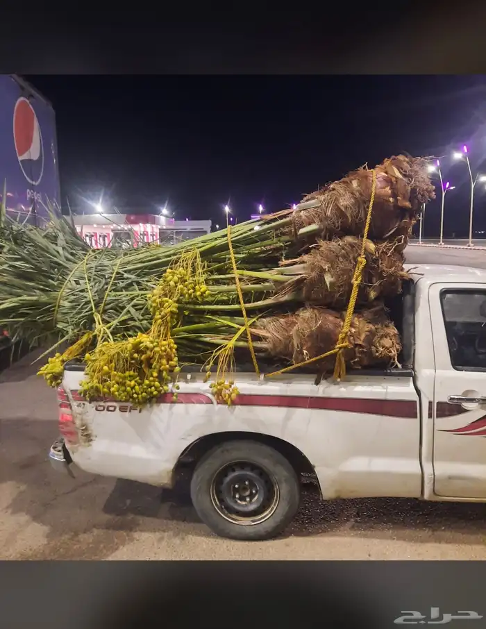 يوجد لدينا نخل البيع جميع انواع النخيل 0