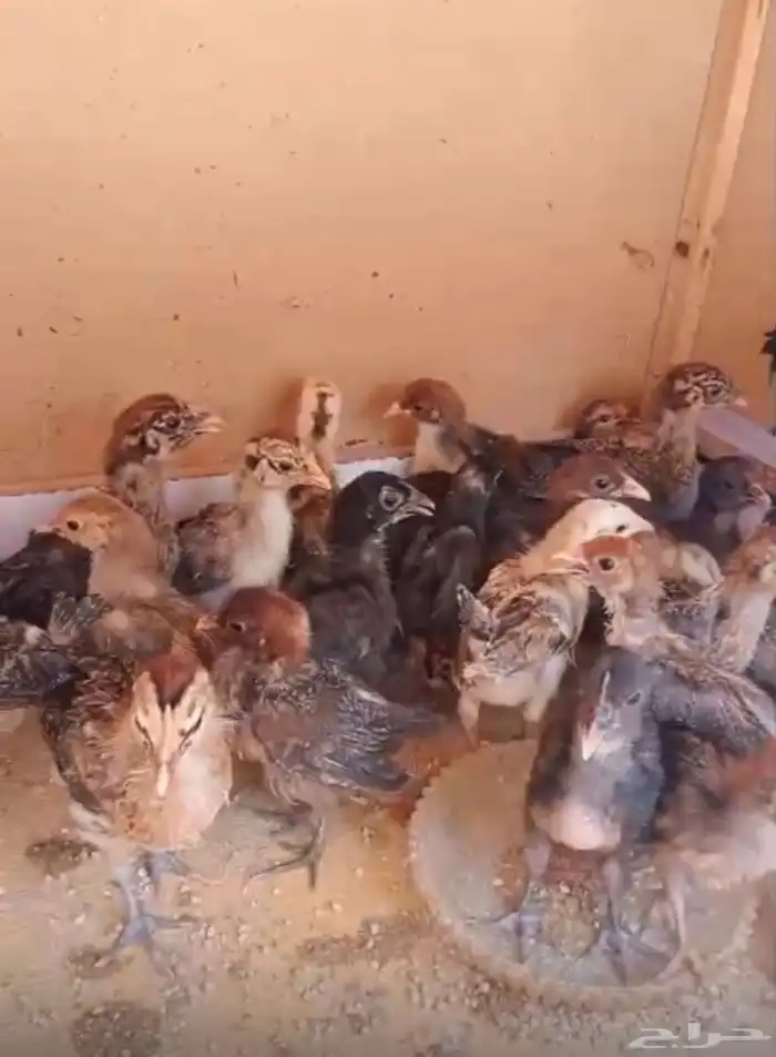 صوص دجاج بلدي الحبه 3ريال 2