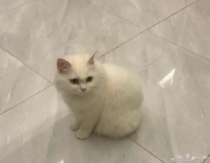 للتبني 0