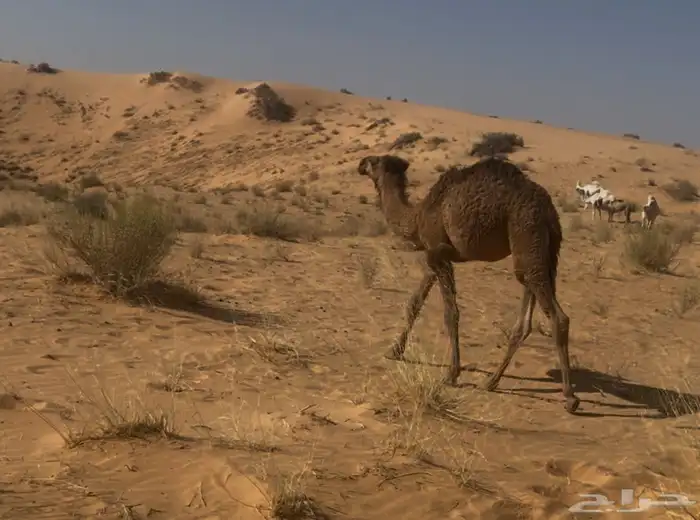قعود للبيع 0