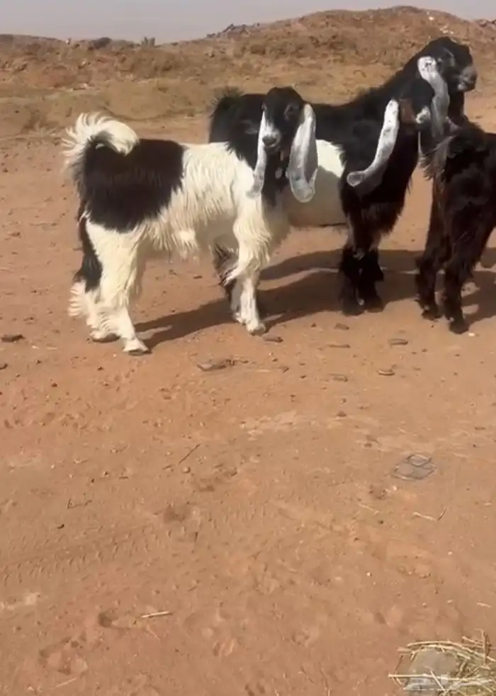 طقم قبرصي عارضي بفحلها 0