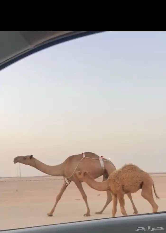بكر معها قعود تم البيع 0