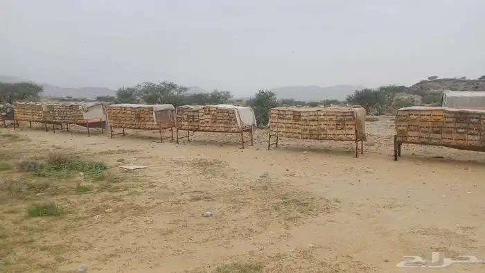 نحل للبيع 70 افرنجي 180 محايلي 1