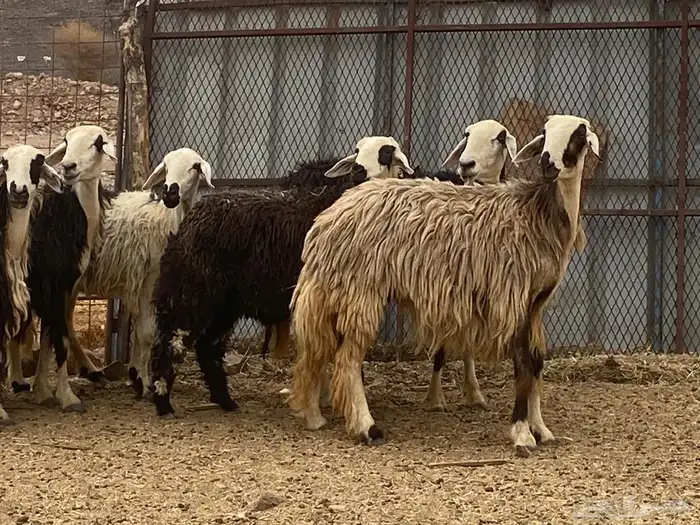 غنم نجد اصغار سن 0