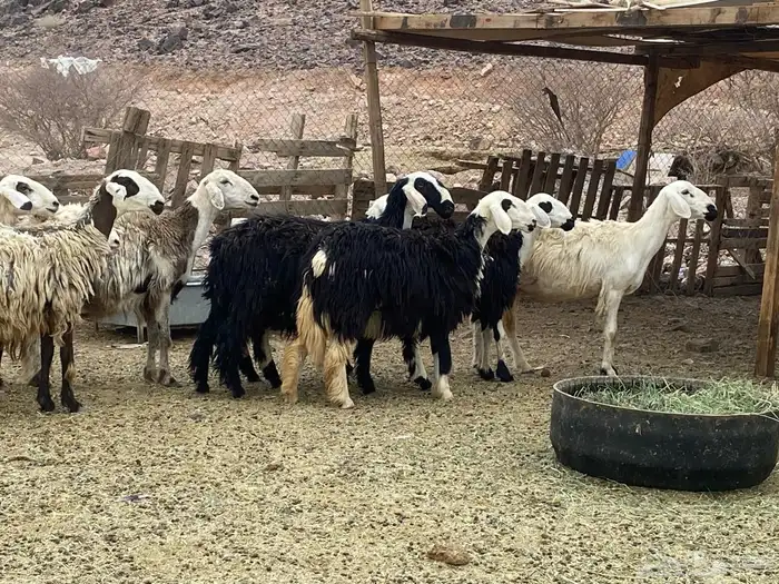 غنم نجد اصغار سن 1