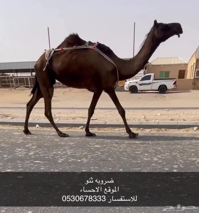 ضروبه كفو 0