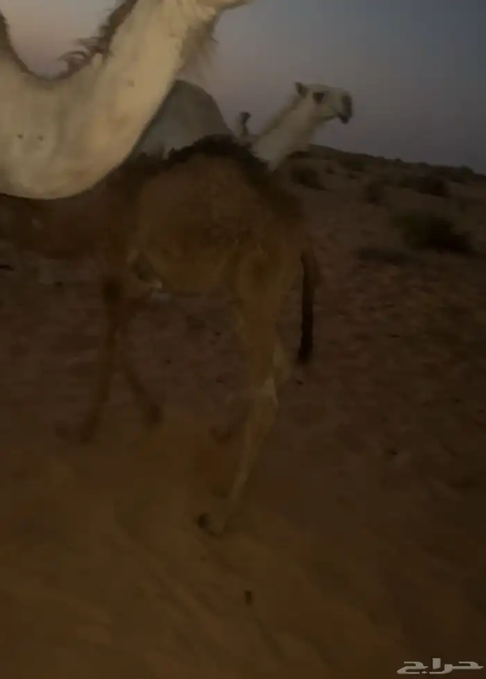 قعود للبيع 1
