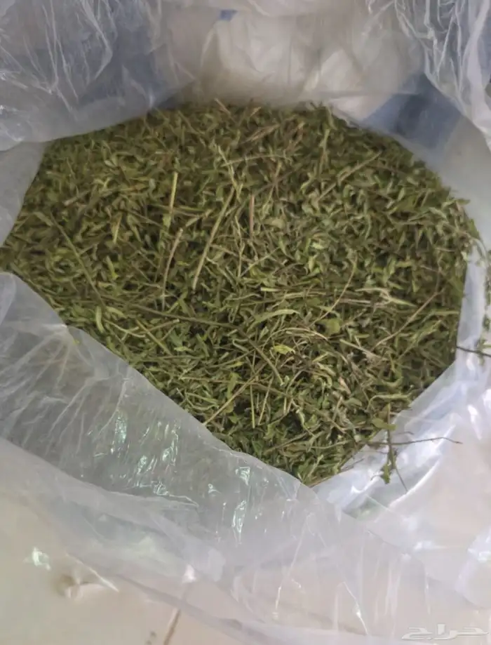 حبق المدينه 0