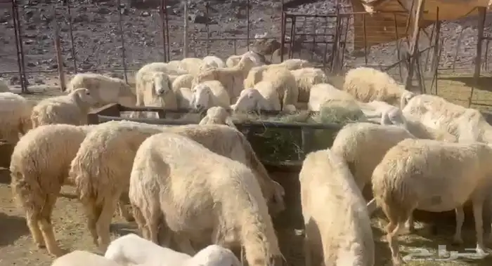 الحريات للي غنم المراح 0