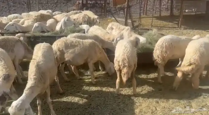 الحريات للي غنم المراح 1