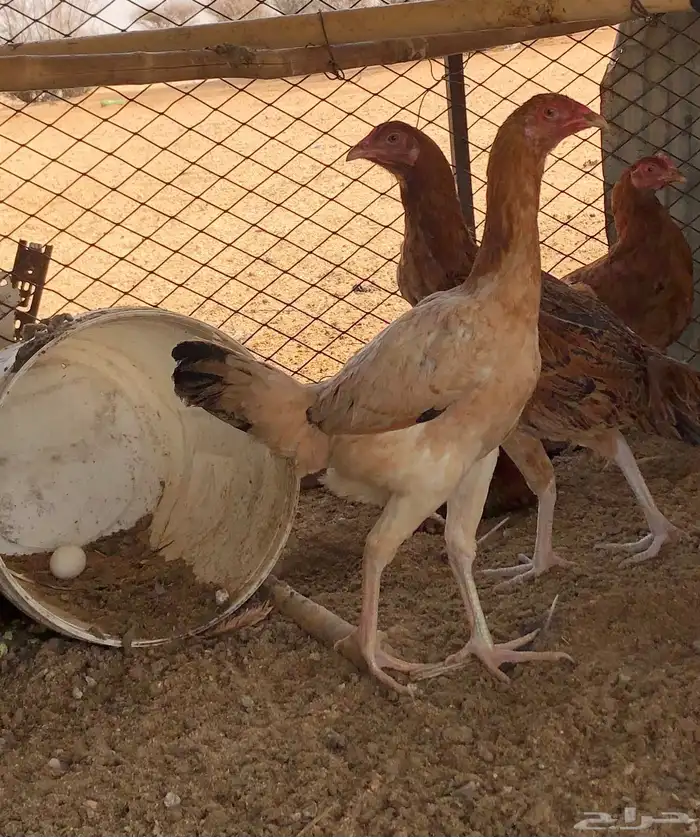 دجاج باكستاني 0