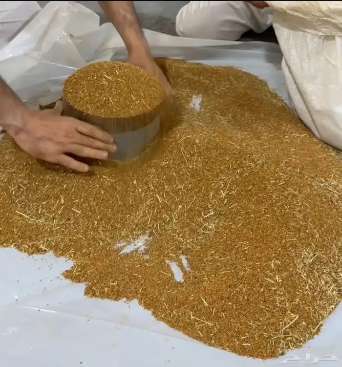 بذور برسيم درجه اولى بلدي 0