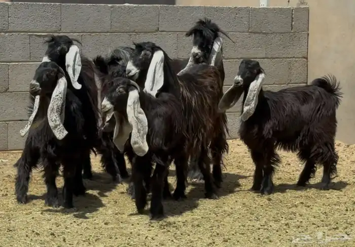 جذعات عوارض صنف العدد 7 بالفحل 2