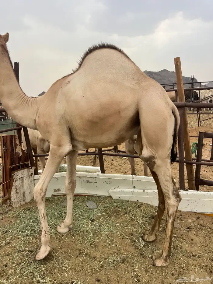 قعدان مفاريد كفو للبيع أتواصل 2