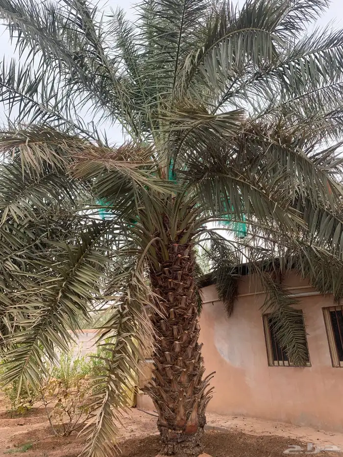 برحي حلوه حوشانه شهل 4