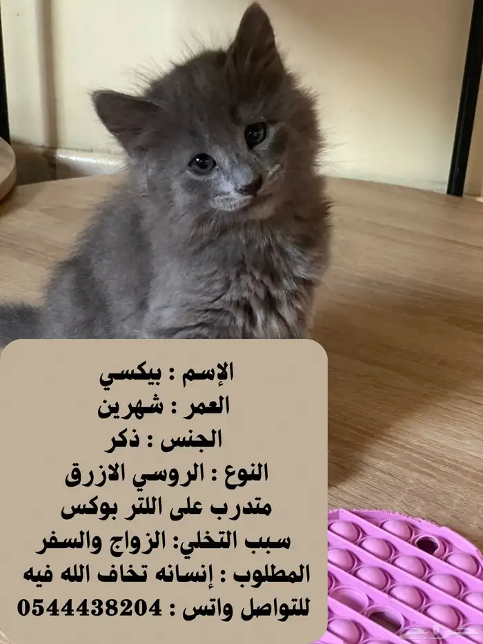 مطلوب ناس تخاف الله فيهم وتفهم بتربية القطط 1