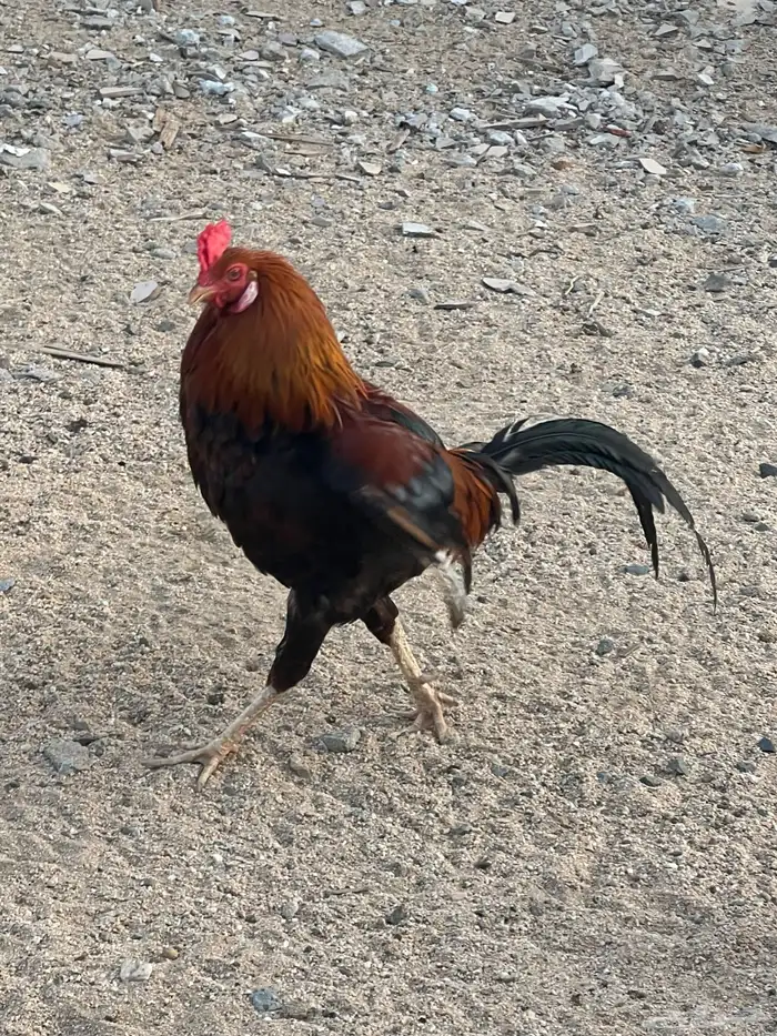 ديك مهجن باكستاني بلدي 2
