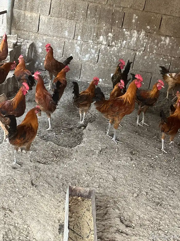 ديكه بلدي للبيع 4