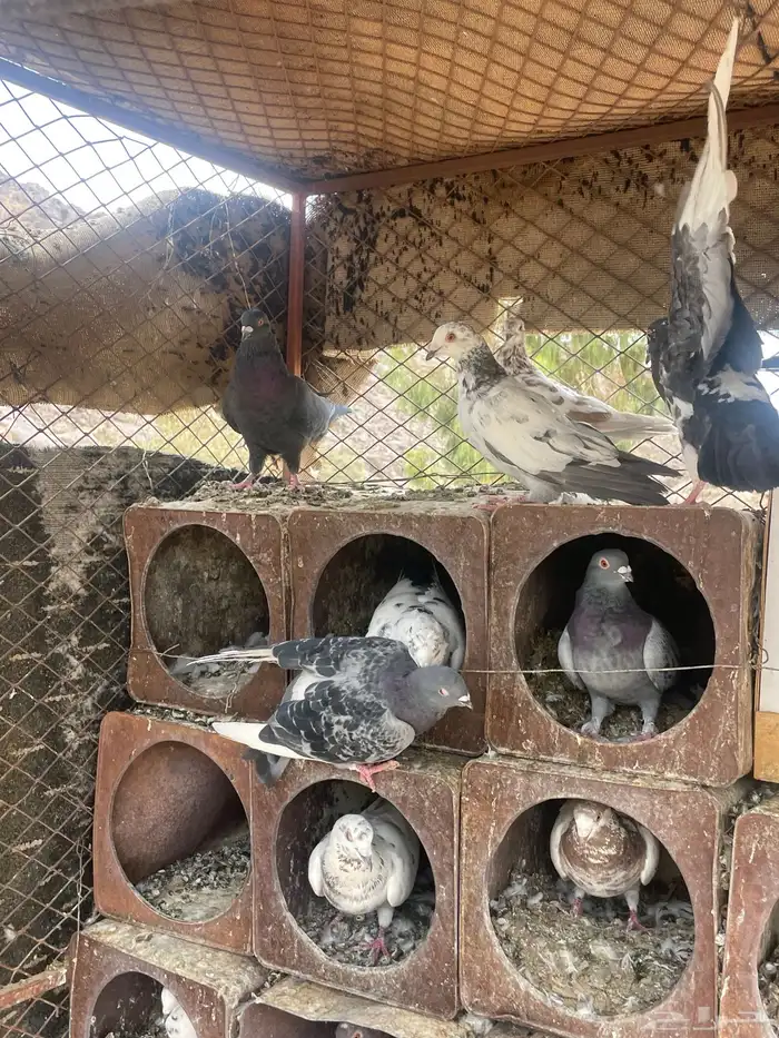 حمام مشكل 1