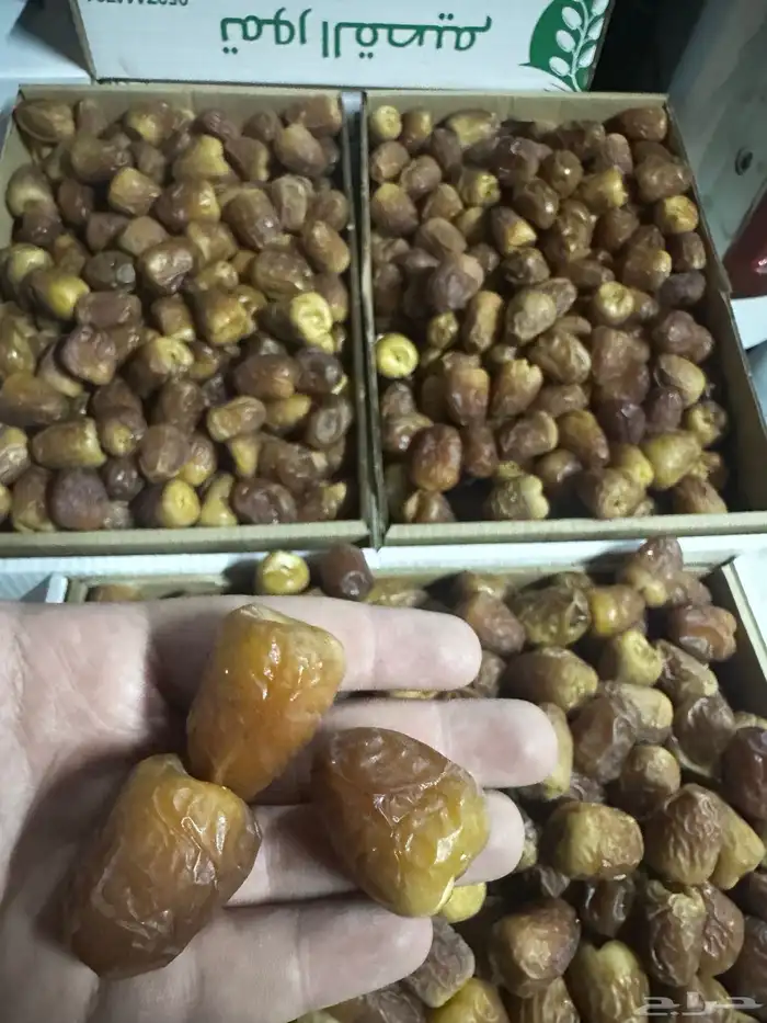 تمر سكري جلكسي حبه كبيره 3