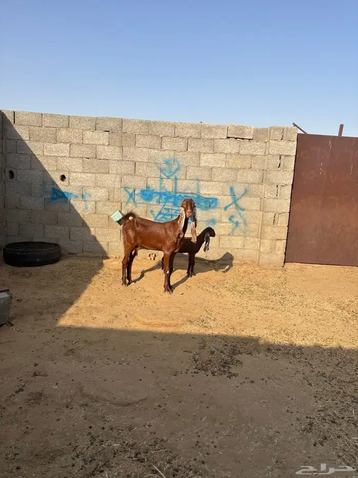 للبيع جفره قبرصيه رباع تحتها توم 3