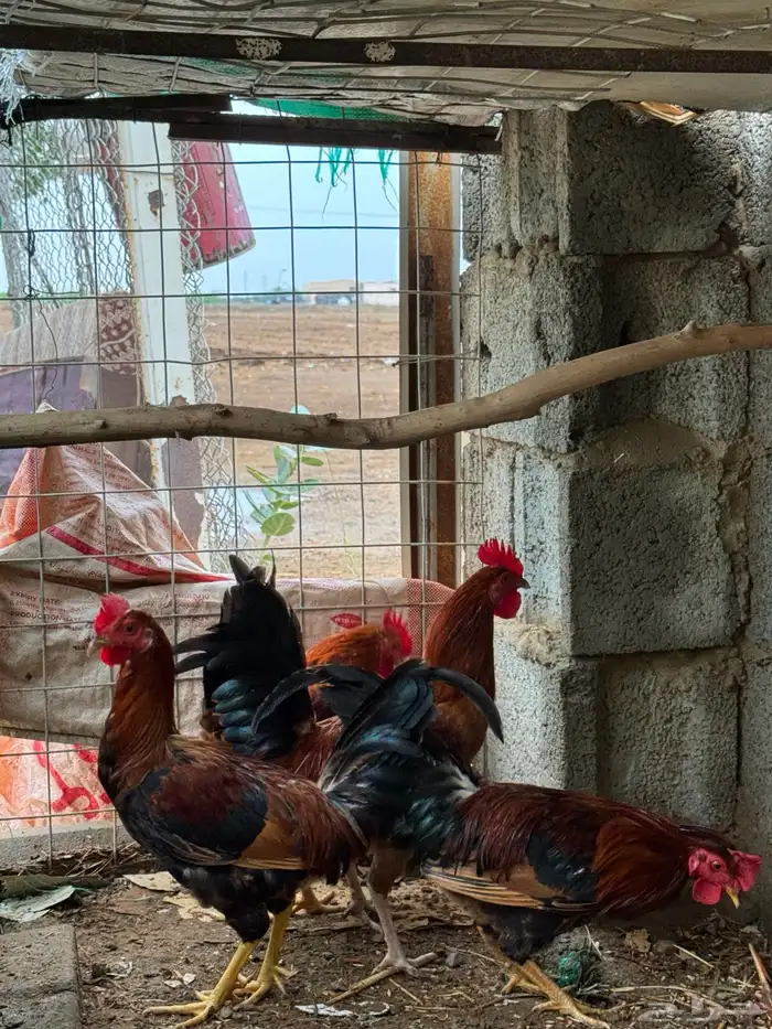 للبيع ديوكة بلدي 3