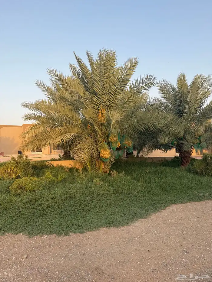 للايجار او الاستثمار مزرعه كامله في الخرج 5