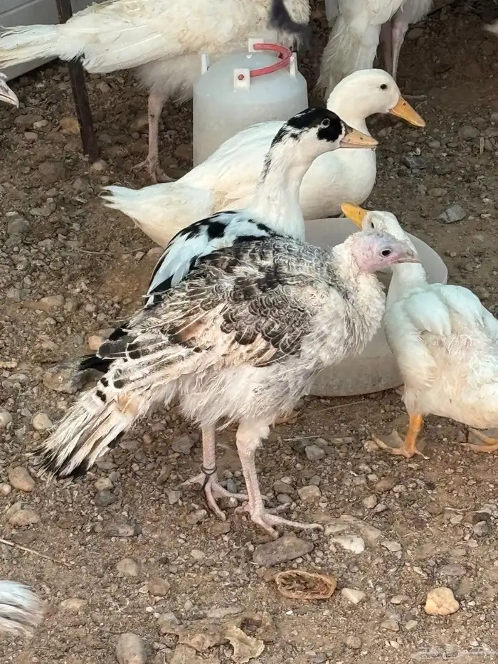 رومي مريض للبيع 0