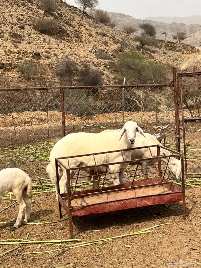 خروف جذع مشروع 1