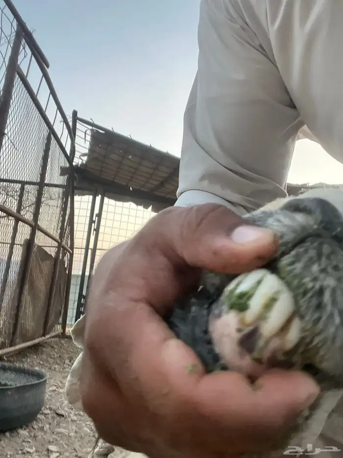 طلي نجدي فحل طيب علا كلام راعيه مشروط بلقشع ولاضرب 2