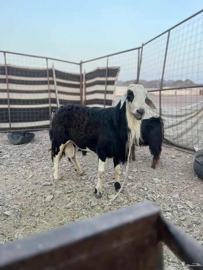 طلي نجدي فحل طيب علا كلام راعيه مشروط بلقشع ولاضرب 0