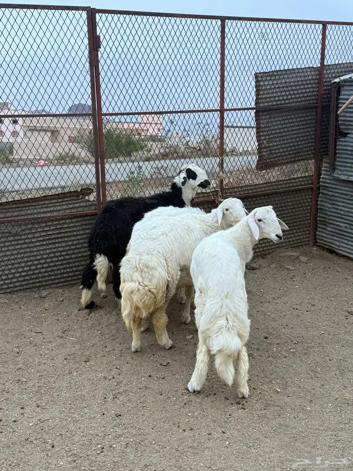 4   طليان جبره وفل شحم 1
