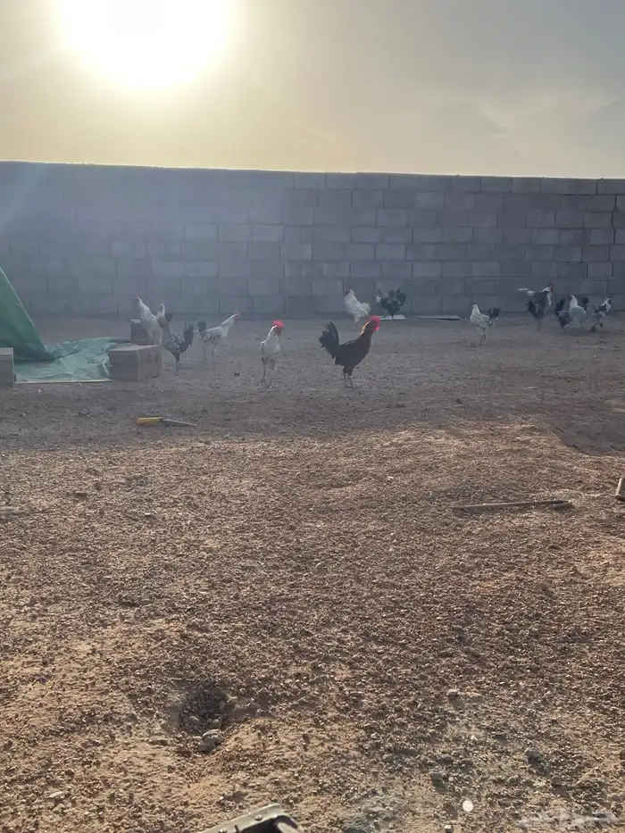 للبيع ديكه 1