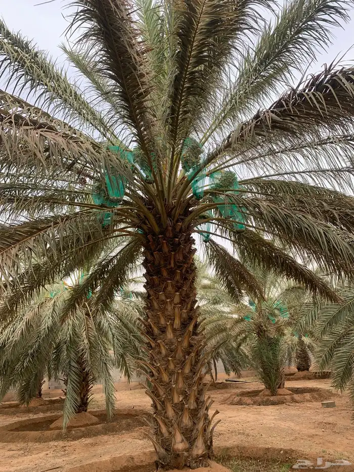 برحي حلوه حوشانه شهل 0
