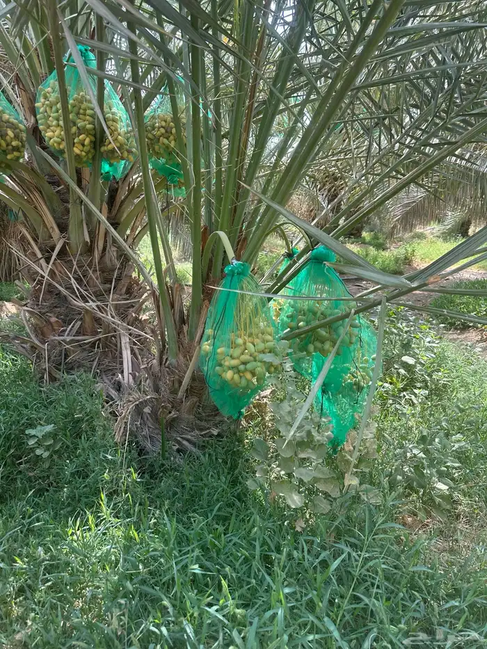 نخل مثمر يوجد كميات ومقاسات مختلفه الصامل يتواصل معي 4