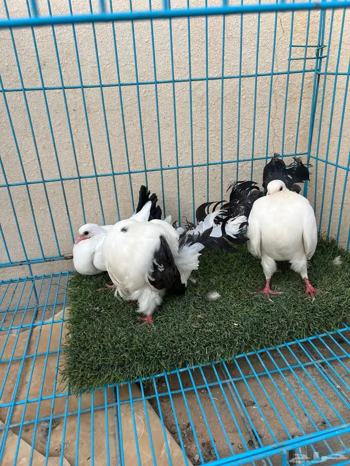 جوز هزاز رقاص مع فرخة 2