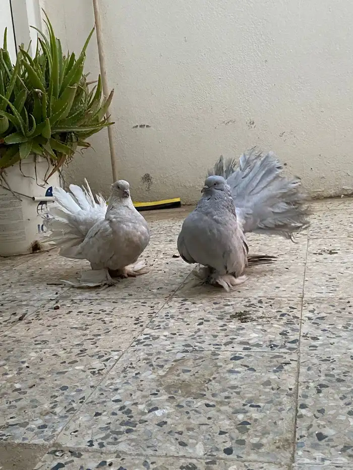 حمام رقاص امريكي 3