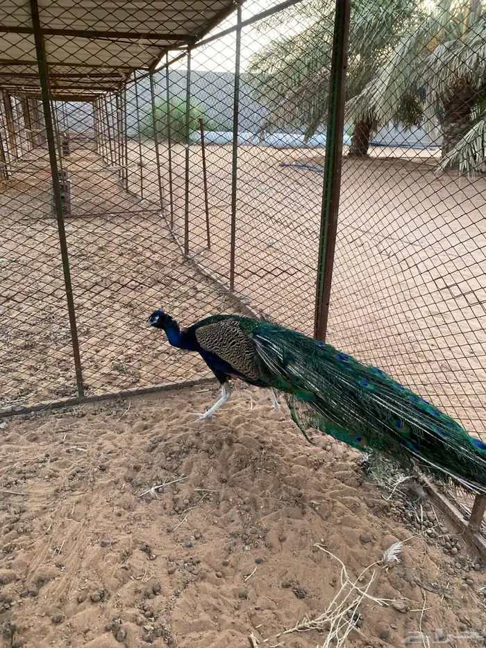 للبيع ذكر طاؤس 2