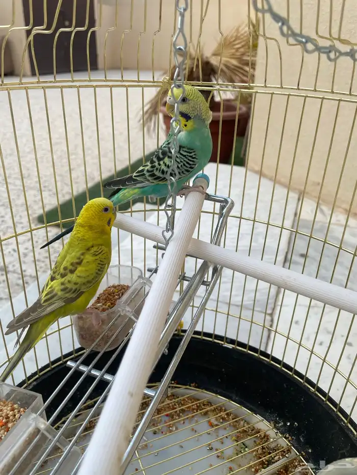 طيور الحب 0