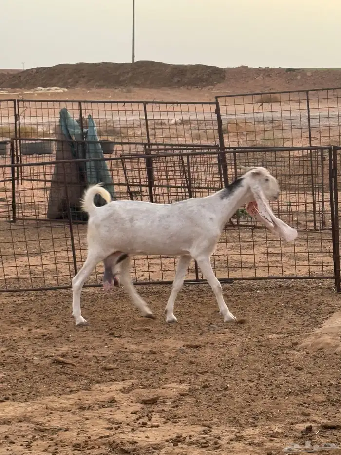 للبيع معزا مطوره صنف طيبه 1